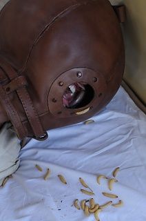 Maggots
