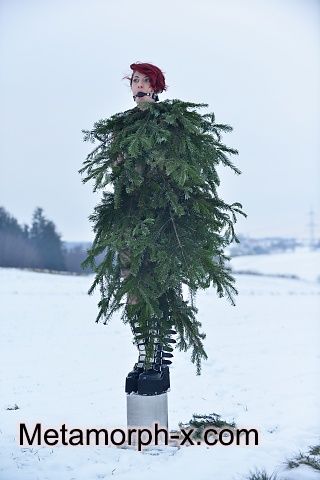 The forgotten Christmas tree