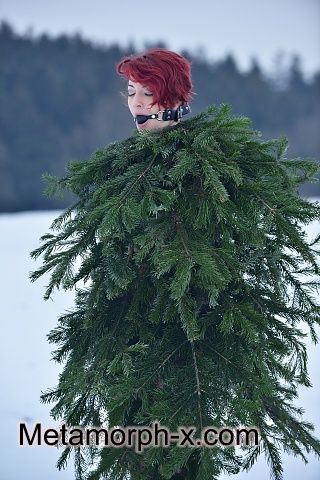 The forgotten Christmas tree
