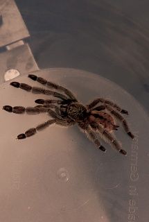 The living cave of the tarantula