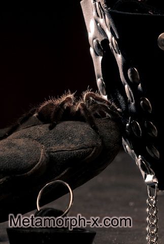 The living cave of the tarantula